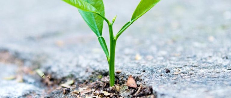 Opinião: “deste cenário de crise e demissões, surgirão grandes empreendedores e negócios”