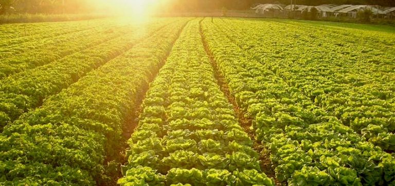 Ministério da Agricultura apresentará até julho projeto de criação do banco nacional de recursos genéticos