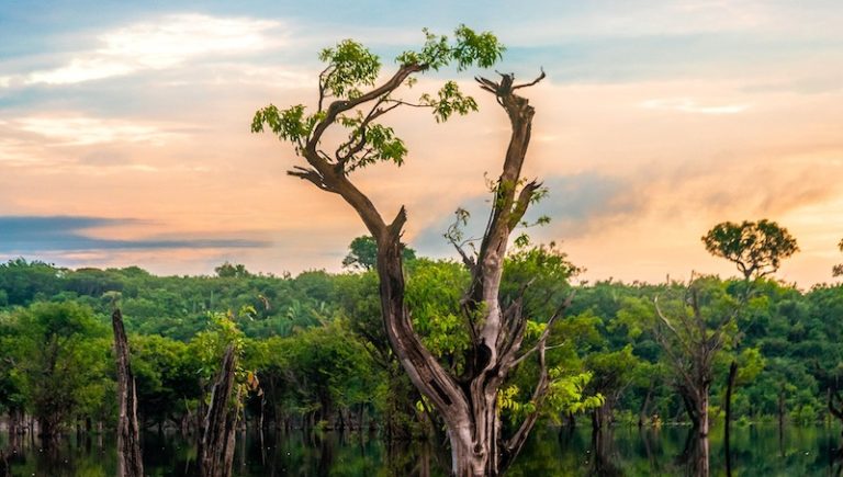 Parceria entre Fundação CERTI, Amazon Investor Coalition e o programa Partnership for Forest tem inscrições abertas até 20 de julho