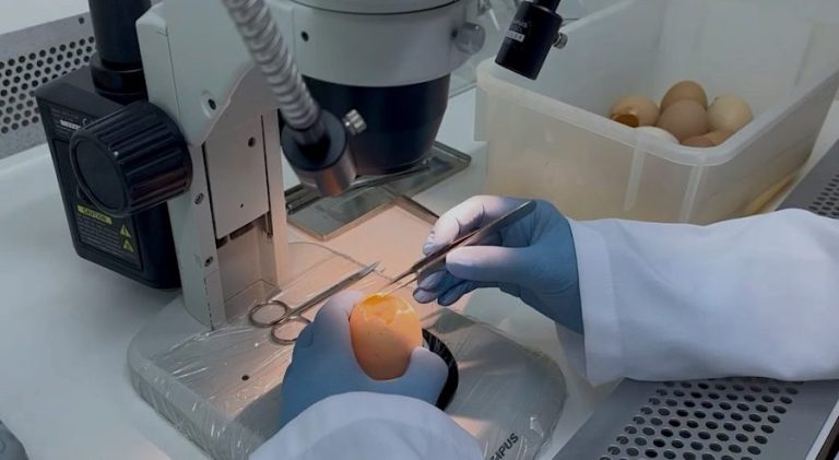 Com organoides que reproduzem o trato respiratório de galinhas, pesquisadores eliminam a necessidade de infectar animais e aceleram o desenvolvimento de antivirais